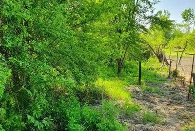 Teren de 1787 mp - Calea Giulești, zonă în dezvoltare - 1