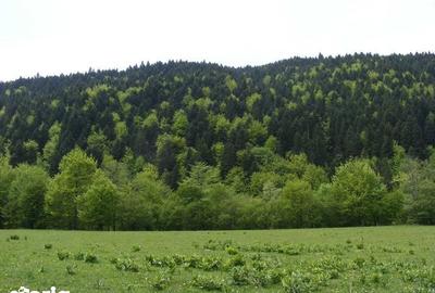 Teren de 11000 mp, în Central