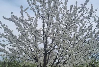 Teren de 2000 mp, în Dridu - 5