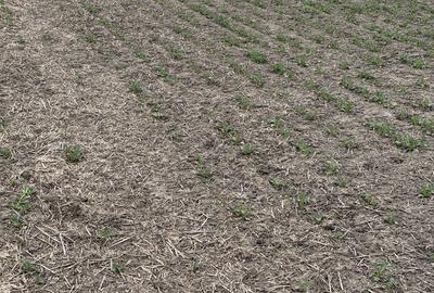 Teren de 660000 mp, în Vasilați - 4