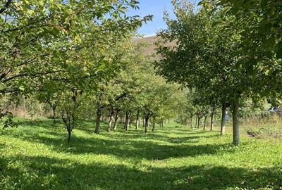 Casă cu 3 camere în Lopadea Nouă - 5