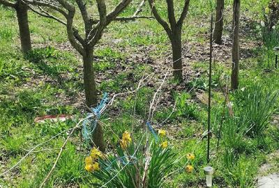 Casă cu 3 camere cu Teren 1650 Mp în Racovițeni - 2