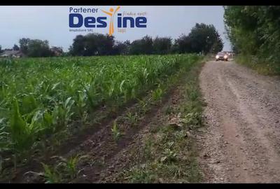 TEREN INTRAVILAN 10.000 MP, CATAMARESTI DEAL, BOTOSANI - 3