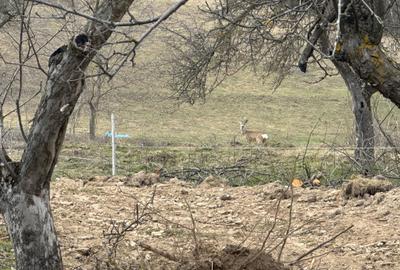 Spațiu comercial, în Bran - 5