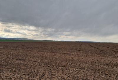 Teren 10,000mp Bacau / Strada Alexandru Safran - 9