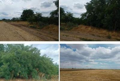 Teren agricol extravilan Frumusani 22810 mp - 2