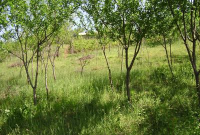 Teren de 3150 mp, în Tohani - 2