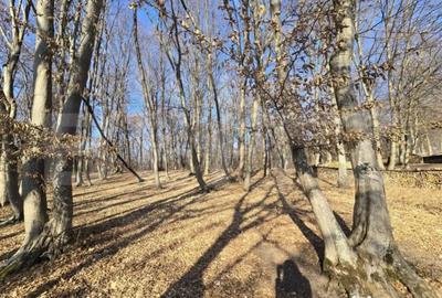 Teren de 1100 mp, în Făget