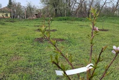 Teren de 800 mp, în Limpeziș - 3
