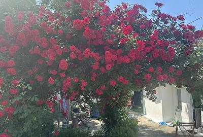 Casă cu 3 camere în Mihăești - 6