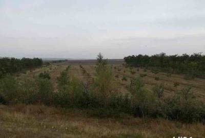 Casă cu 2 camere în Central - 1