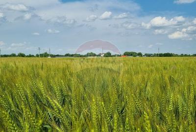 Teren intravilan - 17.500 mp - Gostilele Fundulea - 2