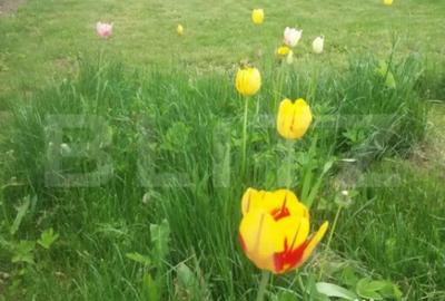 Casă cu 3 camere cu Canalizare în Baciu - 3