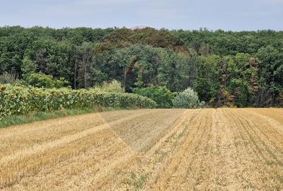 Teren agricol extravilan de 4500 mp, în Moara Vlăsiei - 5