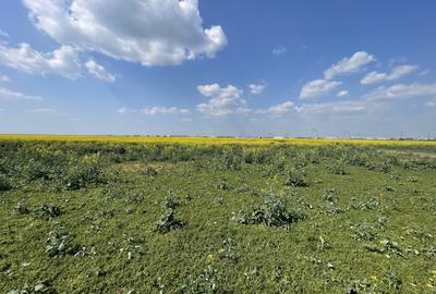 Domnesti, Str Lalelelor, teren intravilan 14793mp, deschidere 46ml, investitie. - 5