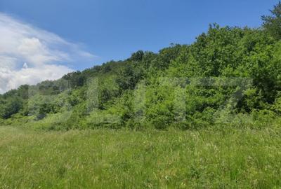 Teren de 28500 mp, în Gușterița - 5