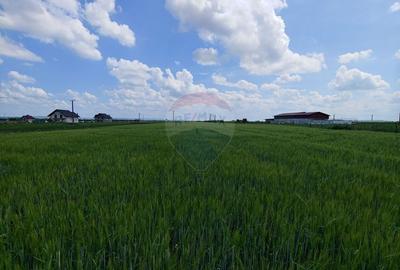 Teren intravilan de 6600 mp, în Dumbrăveni - 15