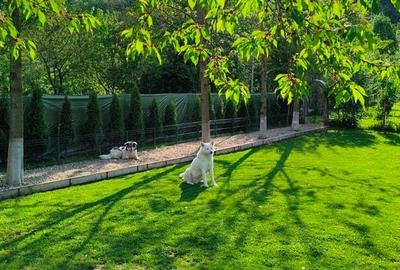 Casă cu 6 camere cu Teren 2000 Mp în Brănești - 16