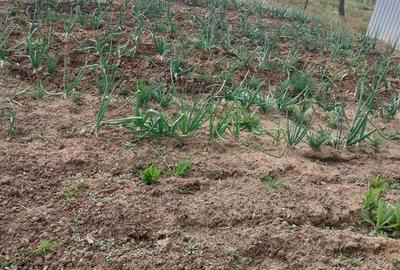 Casă în Recaș - 5