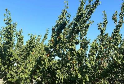 Casă cu 4 camere în Dorobanțu - 5