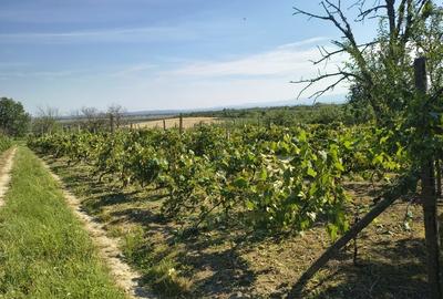 Casă cu 2 camere în Bocsig - 1