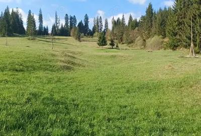 Teren de 28307 mp, în Coșna - 13