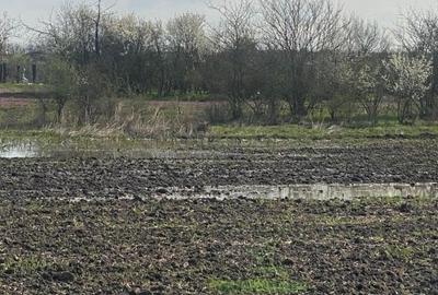 Teren Construcții de 10000 mp, în Bucșani - 5