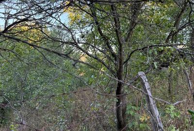 Vand teren 1300 mp inclusiv casa 70mp Racoasa, judetul Vrancea. Vand teren 1300 mp inclusiv casa 70mp Racoasa, judetul Vrancea. - 5