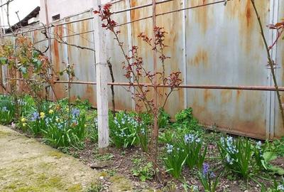 Casa Poienarii Burchii - 4