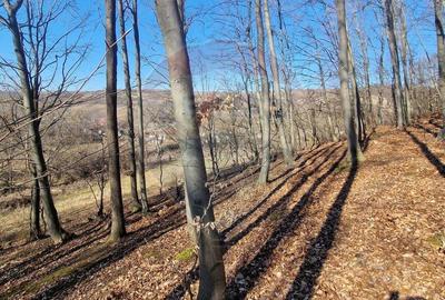 Teren Construcții intravilan de 4985 mp, în Sascut - 16