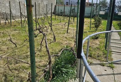 Casă cu Teren 1996 Mp în Giulvăz - 3