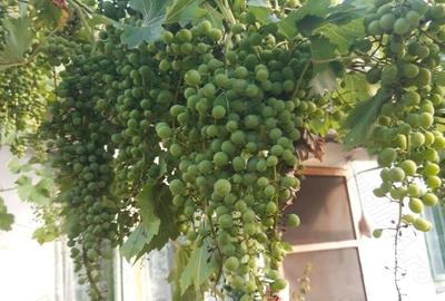 Casă cu 4 camere în Moroda - 8