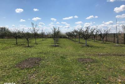 Teren de 3000 mp, în Central - 6