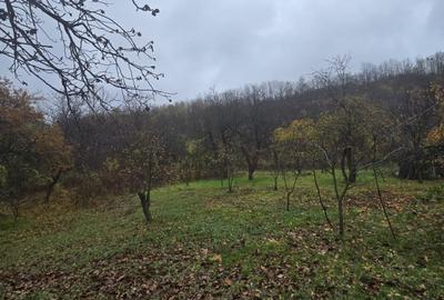 Teren Construcții intravilan de 500 mp, în Tomești - 1