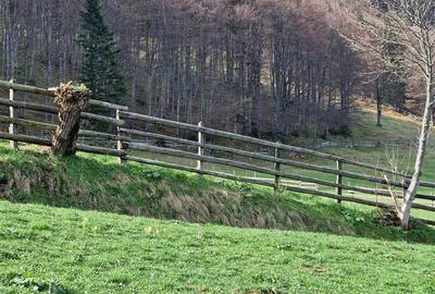 Teren intravilan de 6966 mp, în Bran - 2