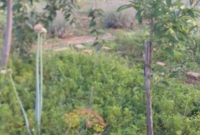 Casă cu 2 camere cu Teren 1939 Mp în Ghioroc - 3