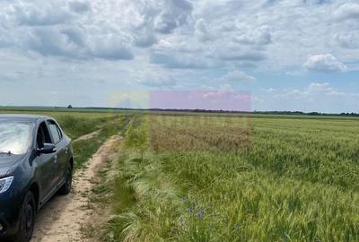 Teren agricol extravilan de 94000 mp, în Albota - 10