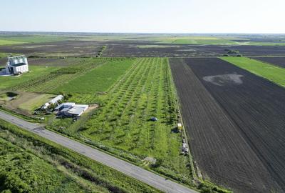 Livada de nuci ?i pruni 2.4ha in Varia?ul Mare - 13
