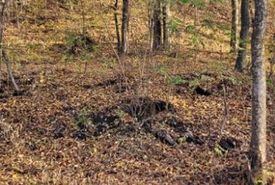 Vand teren cu padure la 5 km de Curtea de Arges,zona deal-munte,zona superba - 6