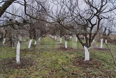 Teren de 9000 mp, în Aurel Vlaicu - 6