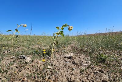 Teren agricol extravilan de 10000 mp, în Sibioara - 2