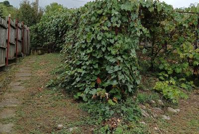 Casă cu 4 camere cu Teren 2700 Mp în Șișești - 7