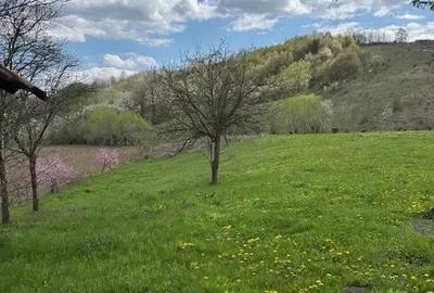 Casă cu Teren 3384 Mp în Bârsănești