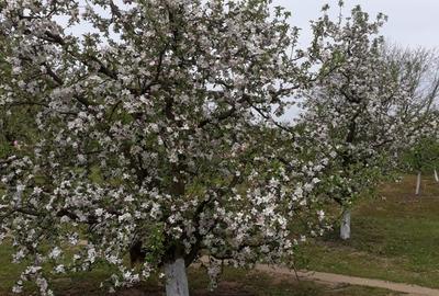 Pitaru, Dambovita - 4