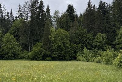 Teren de 1000 mp, în Putna - 2