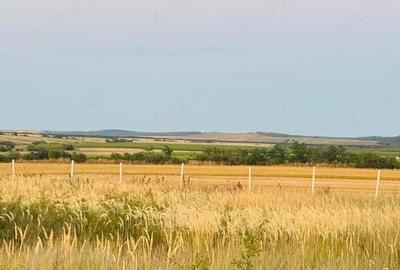 AV655 Teren-Balta 6.666mp, in Masloc-Alios, IDEAL INVESTITIE - 9