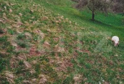 Teren de 25200 mp, în Bran - 3