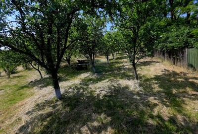 Teren Construcții intravilan de 4516 mp, în Doina - 19