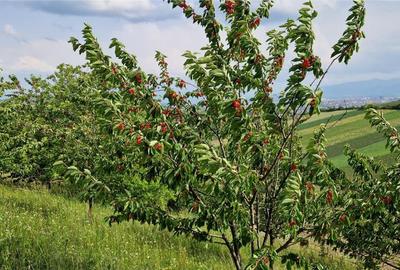 Teren agricol extravilan de 5000 mp, în Șura Mare - 13