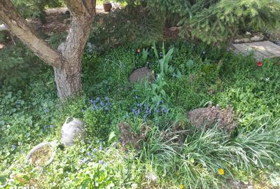 Casă cu 3 camere cu Teren 1000 Mp în Corbu - 7